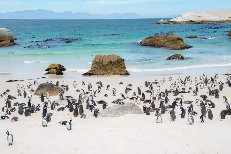 عروض رحلات جنوب أفريقيا